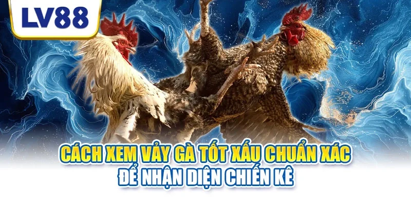Cách xem vảy gà tốt xấu