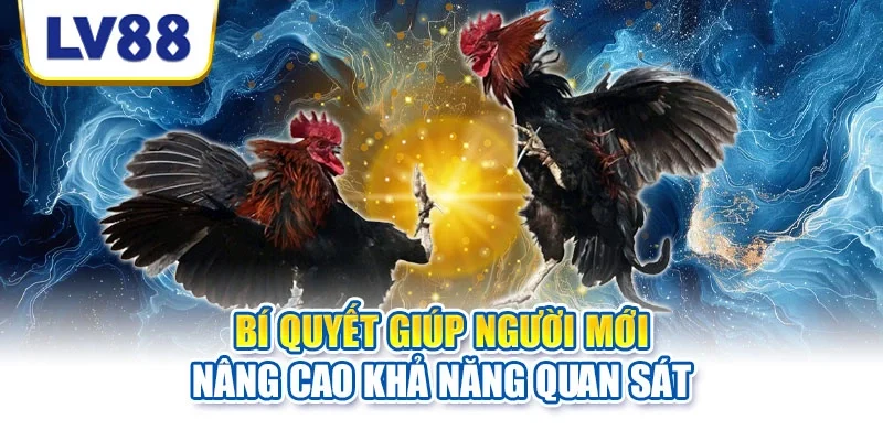 Đá gà LV88 với nhiều trận đấu chất lượng