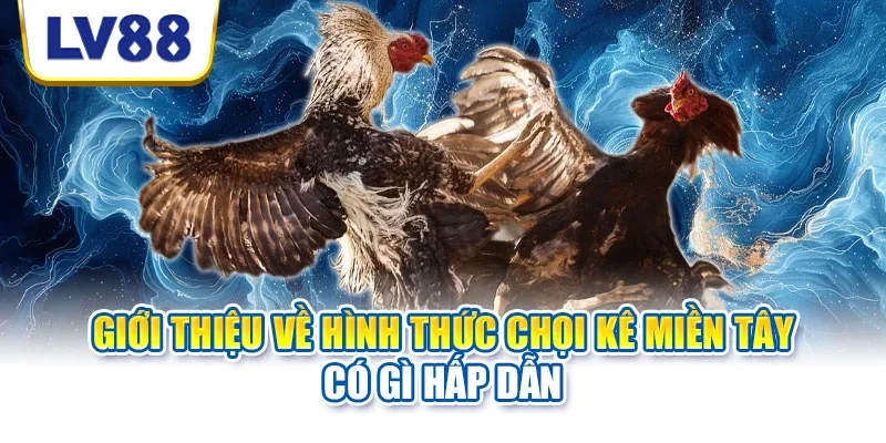 Giới thiệu về hình thức chọi kê miền Tây có gì hấp dẫn