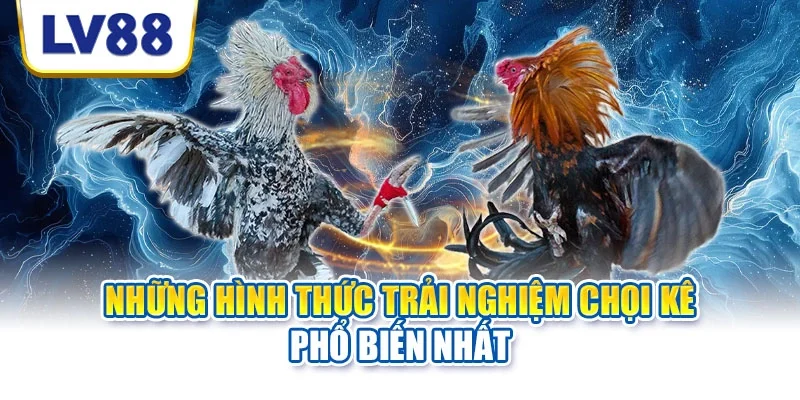 Những hình thức trải nghiệm chọi kê phổ biến nhất