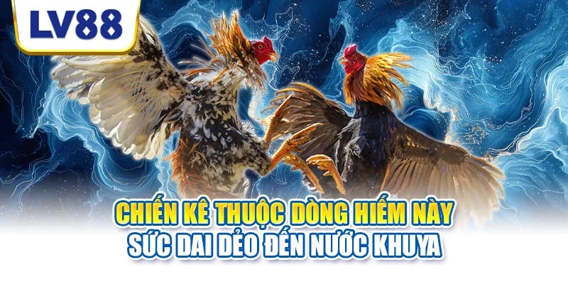 Chiến kê thuộc dòng hiếm này sức dai dẻo đến nước khuya