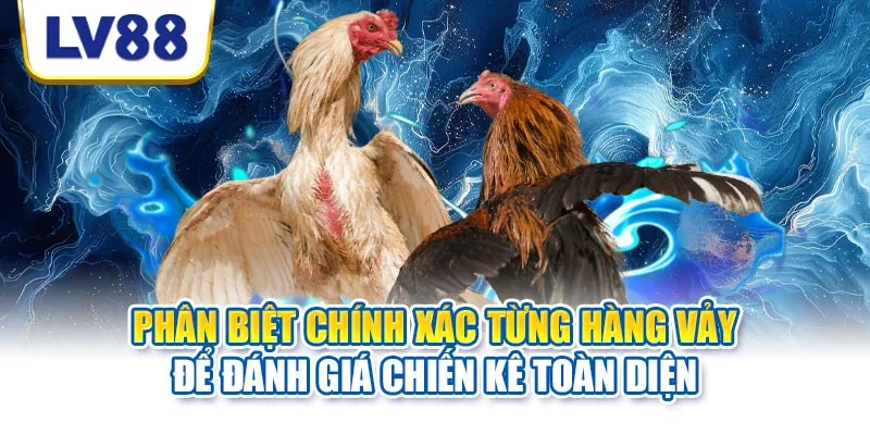 Phân biệt chính xác từng hàng vảy để đánh giá chiến kê toàn diện