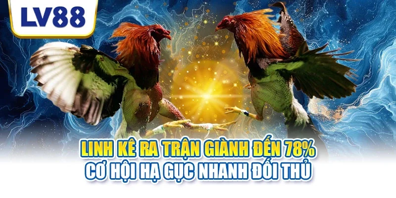 Linh kê ra trận giành đến 78% cơ hội hạ gục nhanh đối thủ