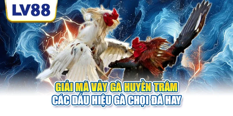 Vảy gà huyền trâm